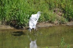 Ardea alba