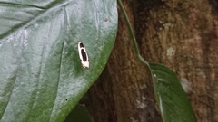 Thysanoptyx incurvata