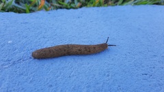 Sarasinula linguaeformis