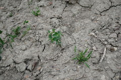 Euphorbia taurinensis