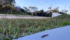 Sarasinula linguaeformis
