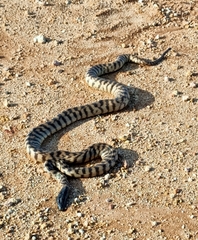 Aspidites melanocephalus