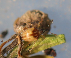 Nanophyinae