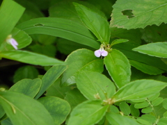 Impatiens minor