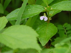 Impatiens minor