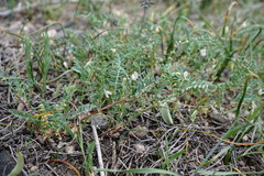 Astragalus guttatus