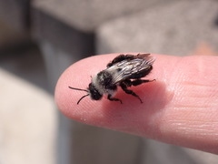 Andrena cineraria