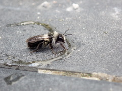 Andrena cineraria