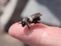 Andrena cineraria
