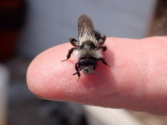 Andrena cineraria