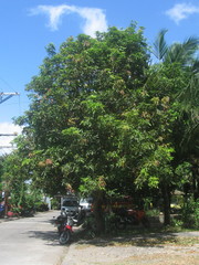 Mangifera indica