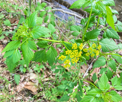 Thaspium barbinode