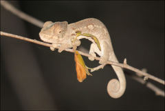 Warty Chameleon photo 3