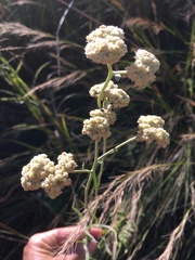 Helichrysum natalitium