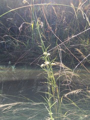 Helichrysum natalitium