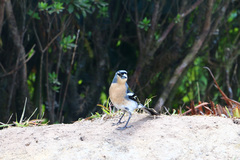 Fringilla coelebs moreletti
