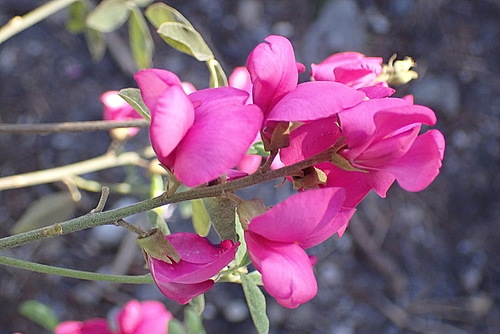 Image of Hypocalyptus coluteoides by no rights reserved