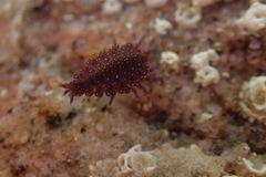 Temnophlias capensis