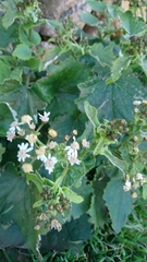 Pericallis steetzii