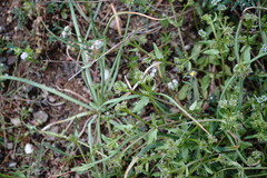 Valerianella echinata