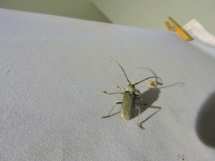 Gnaphalodes trachyderoides