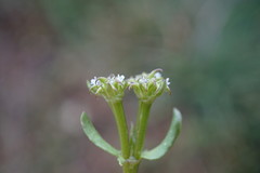 Valerianella echinata
