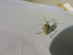 Gnaphalodes trachyderoides