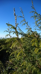 Juniperus cedrus