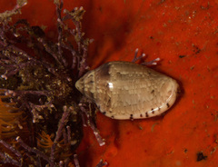 Marginella