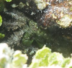 Mithraculus sculptus