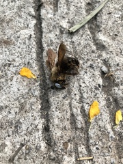 Xylocopa phalothorax