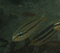 Haemulinae