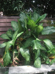 Dieffenbachia