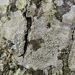 Lepra multipunctoides