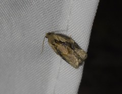 Archips grisea