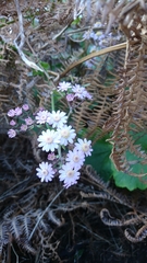 Pericallis steetzii