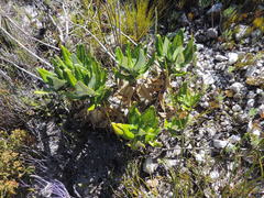 Hermas villosa