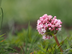 Valeriana dioica