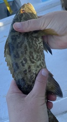 Mycteroperca microlepis