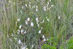 Astragalus ucrainicus