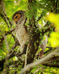 Strix seloputo seloputo