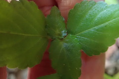 Leidesia procumbens