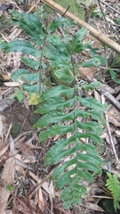 Hymenasplenium excisum