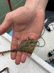 Monacanthus ciliatus