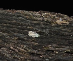 Taygete attributella