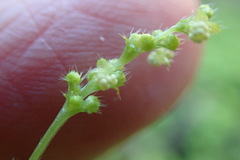 Leidesia procumbens