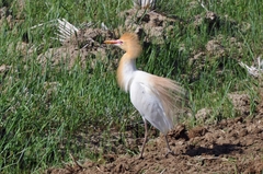 Bubulcus ibis