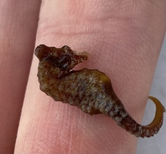 Hippocampus zosterae