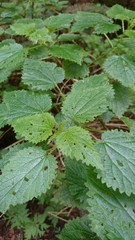 Urtica morifolia