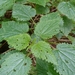 Urtica morifolia - Photo (c) aulax, algunos derechos reservados (CC BY-NC), subido por aulax